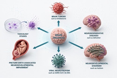Brain Organoids Uses and Applications