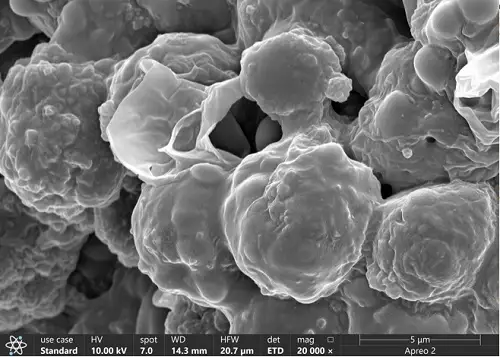 Scanning Electron Microscopy