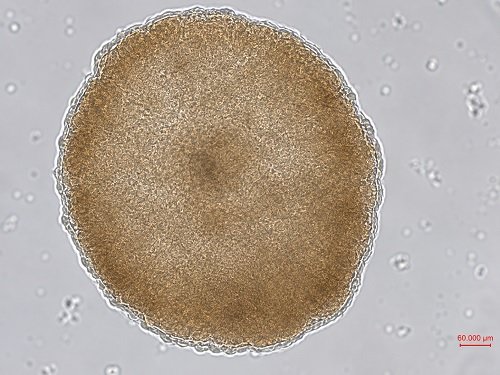 3D Neural Organoid Microscopic Validation